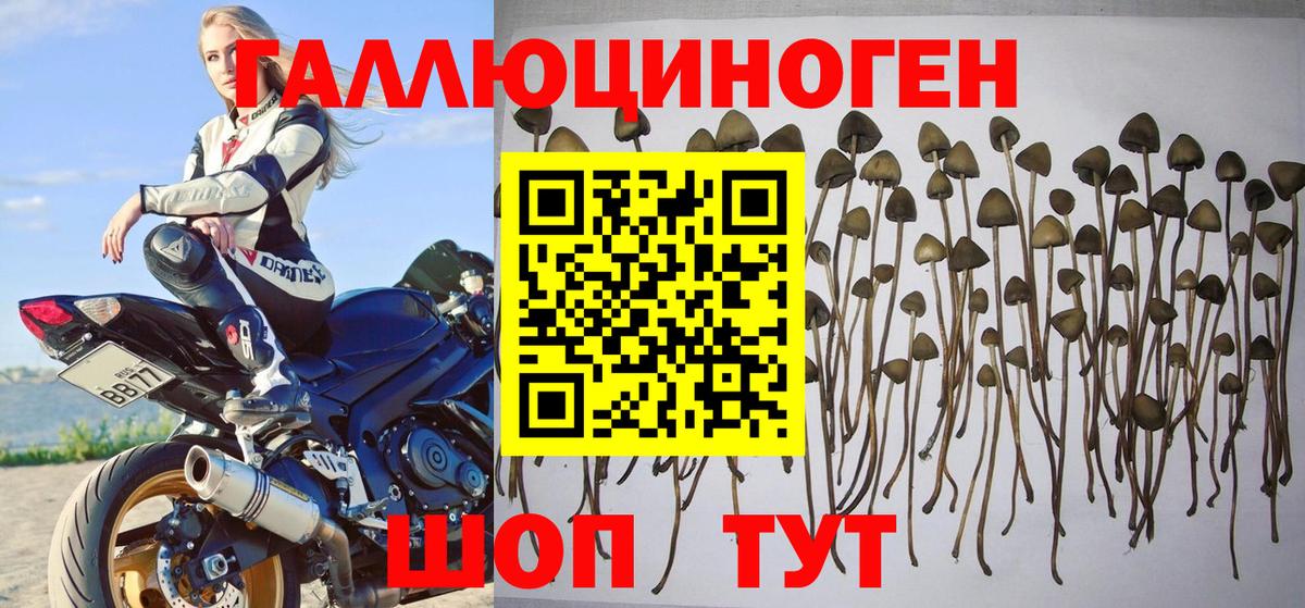 Галлюциногенные грибы Psilocybe  Вход с VPN  Коряжма 